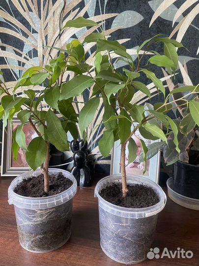 Фикус Бенджамина