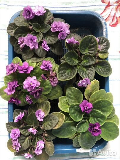 Комнатные растения обмен