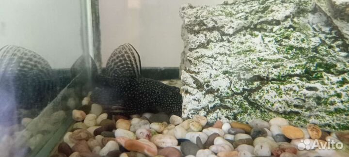 Аквариум с рыбами