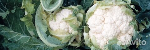 Семена Капусты цветной 