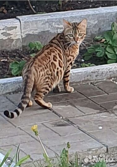 Бенгальские котята