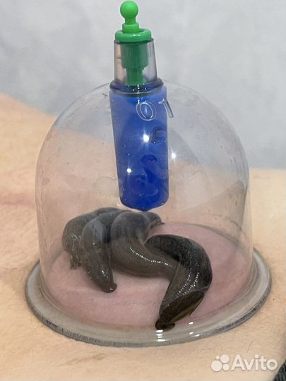 Пиявки постановка