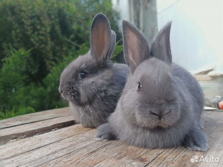 Кролики Венский голубой(чистые)