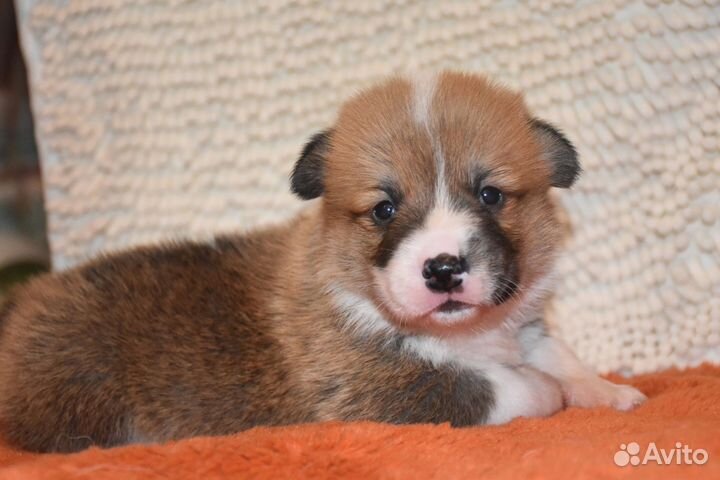 Вельш-корги пемброк мальчики