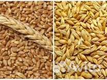 Зерно пшеница ячмень