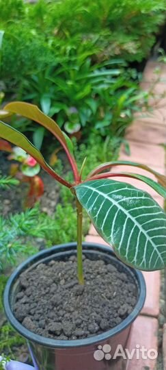 Молочай беложильчатый