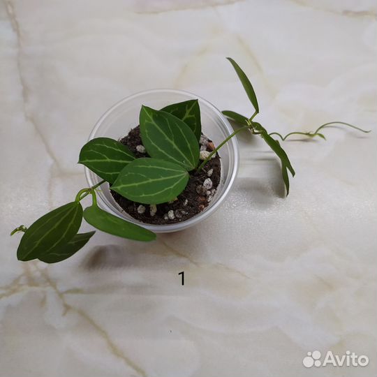 Дисхидия овата