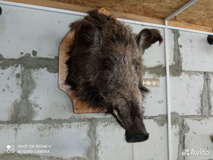 Чучело головы кабана