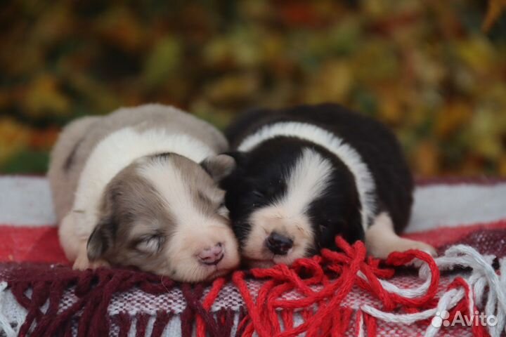 Щенки бордер колли