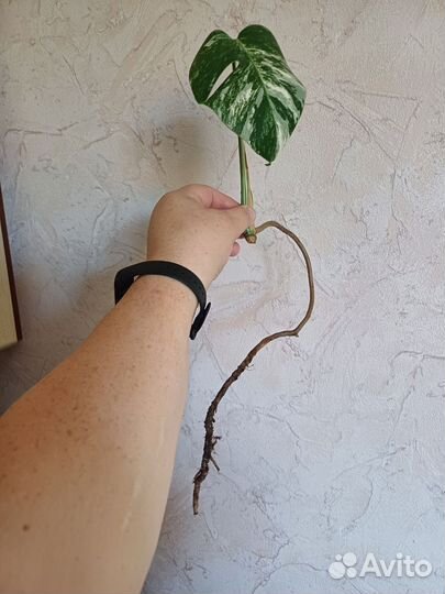 Монстера альба