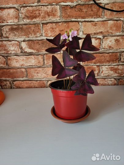 Кислица оксалис