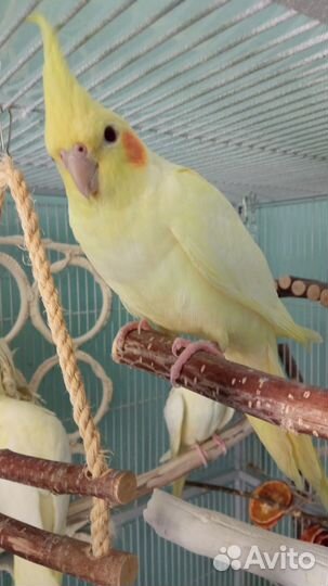 Попугай корелла птенец лютино самка