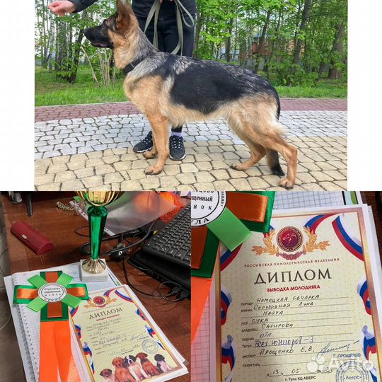 Услуги кинолога