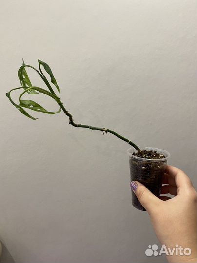 Монстера Манки маск