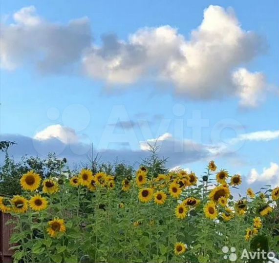 Участок 12 сот. (СНТ, ДНП)