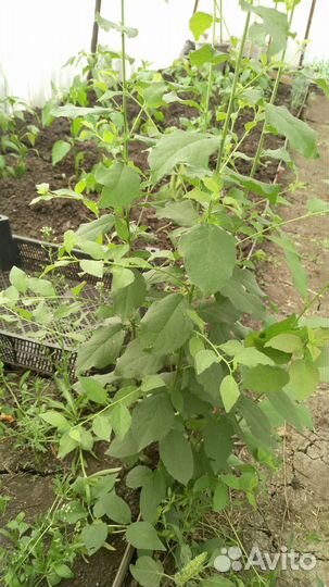 Слива саженцы чернослив