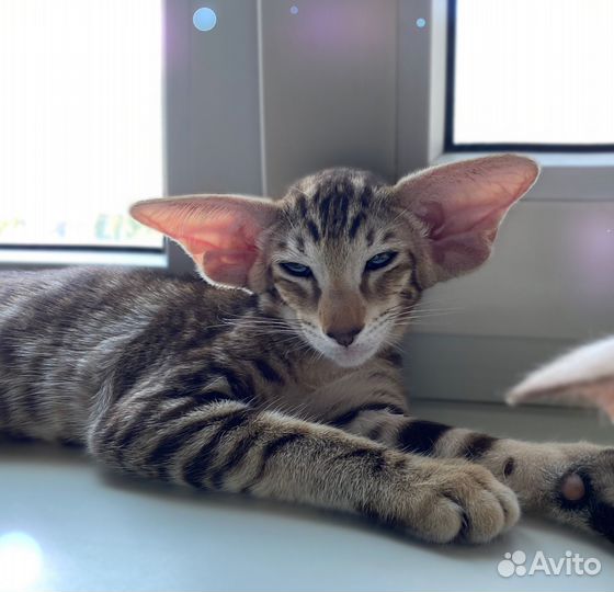 Ориентальные котята