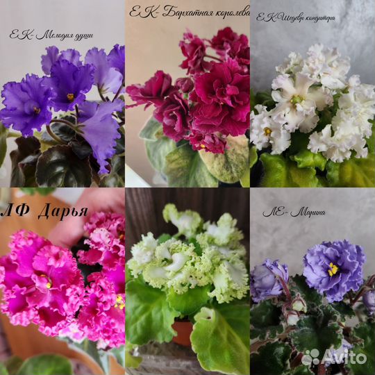 Фиалки детки