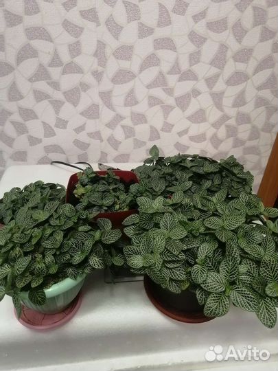 Фиттония, декабристы