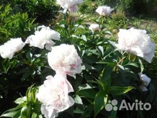 Пионы на срезку