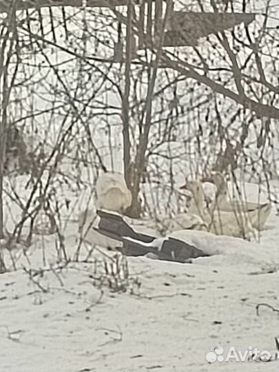 Обменяю гусака