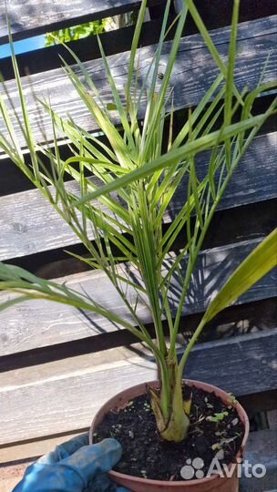 Пальмы бутия,сабаль,хамеропс,финик,цикас,трахикарп