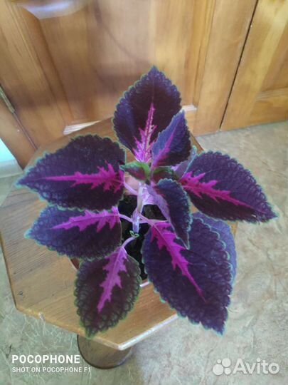 Колеус алиссон 