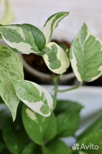 Эпипремнум, сциндапсус, рафидофора, филодендрон