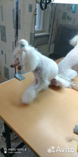 Груминг, pet стрижка собак и кошек