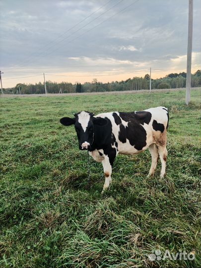 Продается телка 10 месяцев