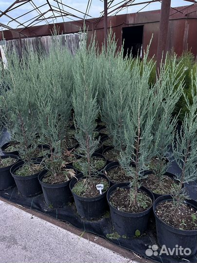 Можжевельник скальный Скайрокет