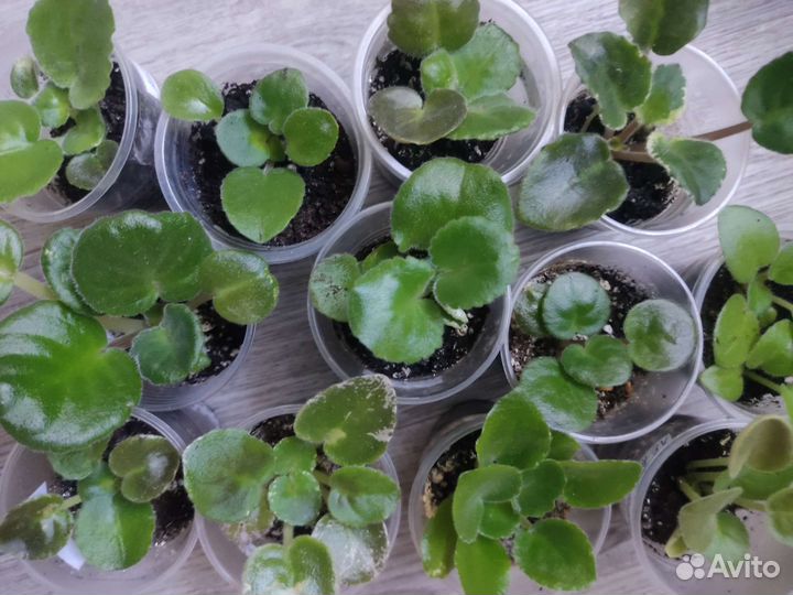 Детки сортовых фиалок