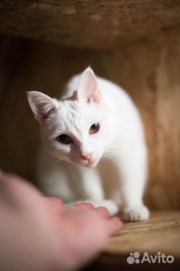 Кошечка Анабель