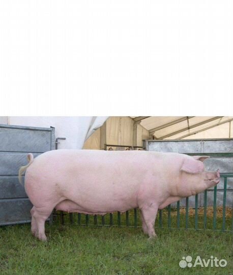 Мясо Свинины