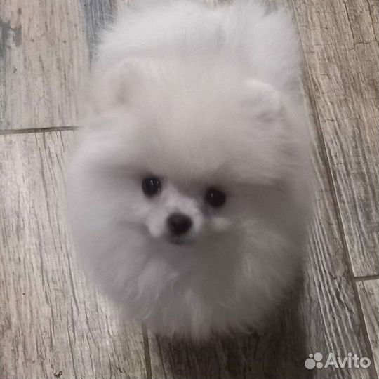 Померанский шпиц мини