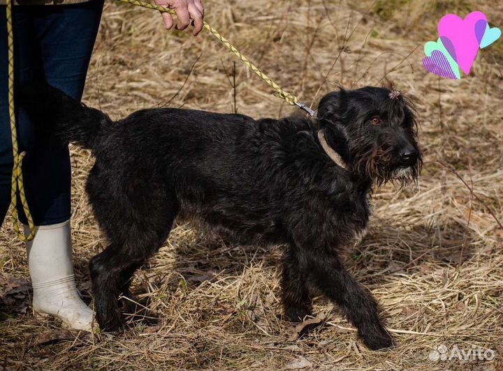 Собака Золушка, 3.5 г., любвеобильная и хороший др