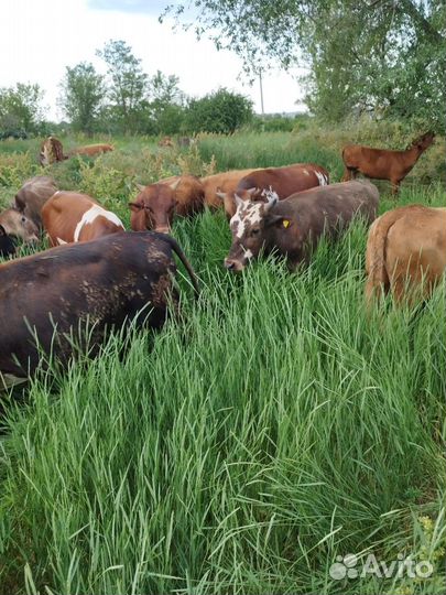 Телята бычки и телки