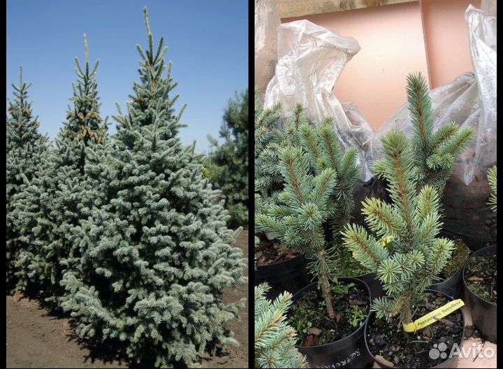 Ель живая