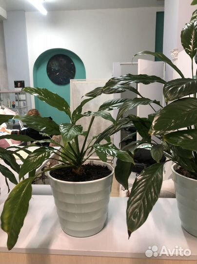 Спатифиллум