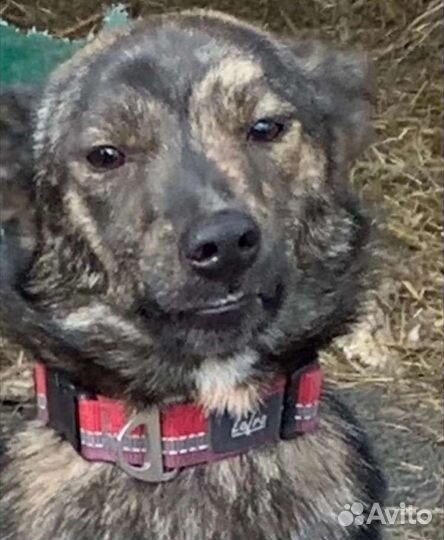 В СПб Руфа, 11 мес, 40 см