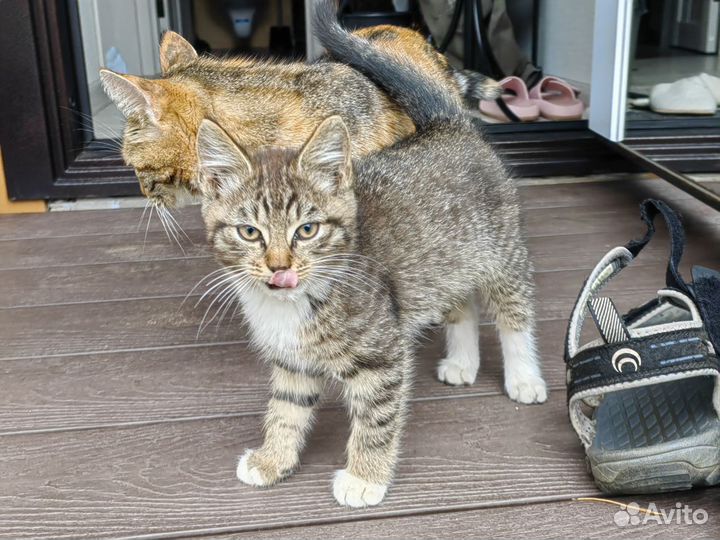 Очень ласковые и милые котята в добрые руки