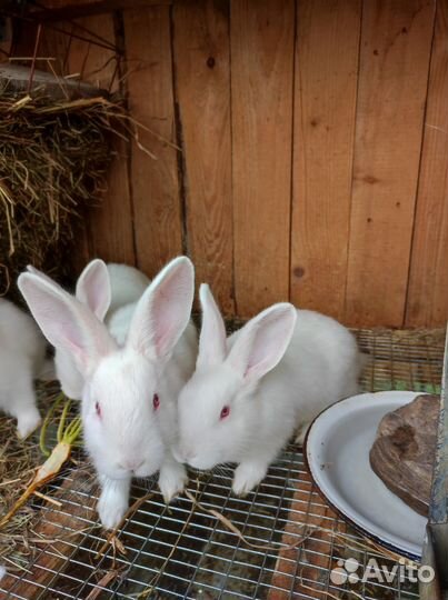 Кролики белый паннон