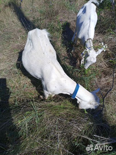Продам дойную козу