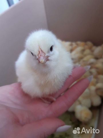 Цыплята бройлеры