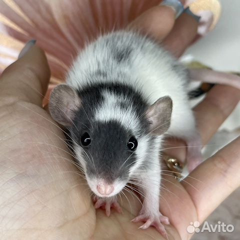 Питомник. Дамбо крысы, крысята, крыса