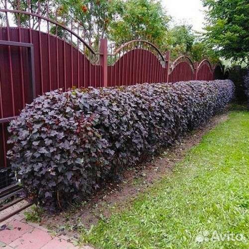 Пузыреплодник Ред Барон