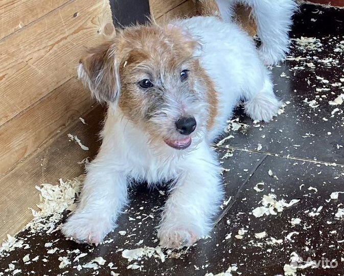 Джек Рассел терьер щенки