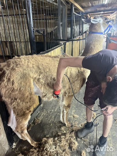 Шерсть ламы