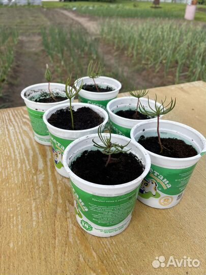 Саженцы кедра