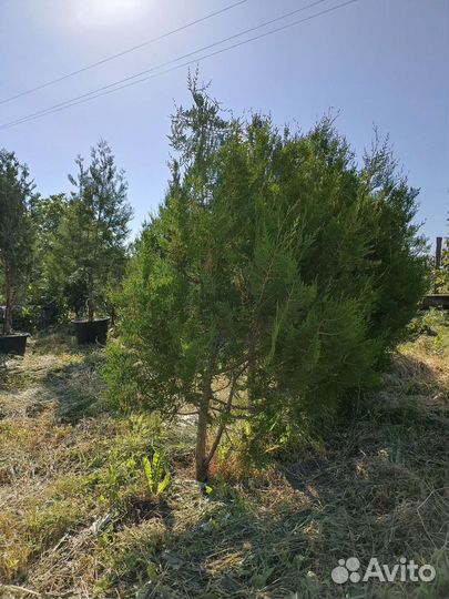 Туя брабант